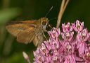 tawny-edged_skipper111