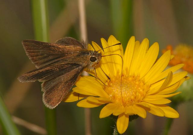 Euphyes vestris Hesperiidae