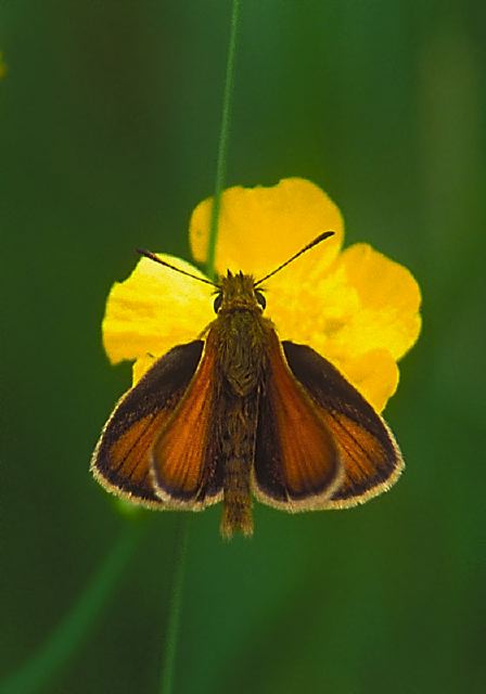 Thymelicus lineola Hesperiidae