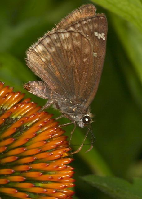 Erynnis juvenali Hesperiidae