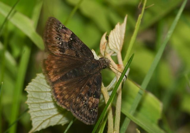 Erynnis juvenalis Hesperiidae