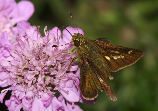 Pompeius verna Hesperiidae