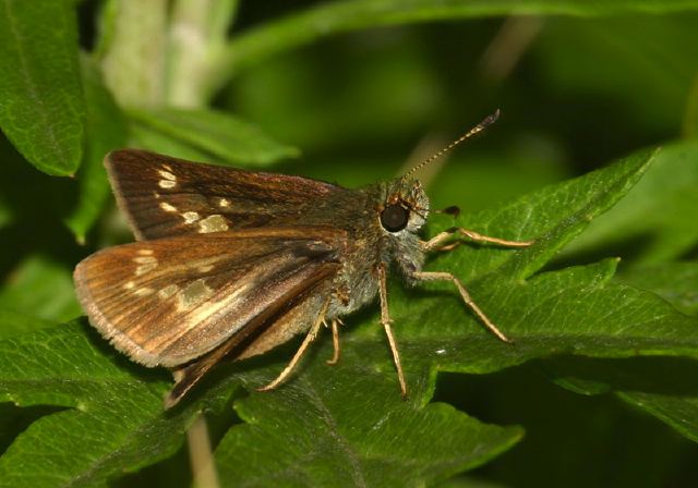 Pompeius verna Hesperiidae