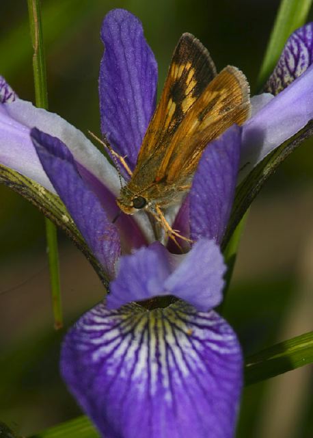 Polites mystic Hesperiidae