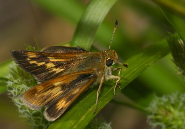 Polites mystic Hesperiidae