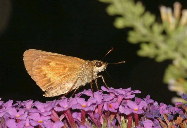 Polites mystic Hesperiidae