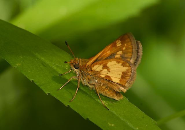 Polites peckius Hesperiidae