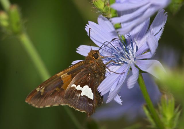 Epargyreus clarus Hesperiidae