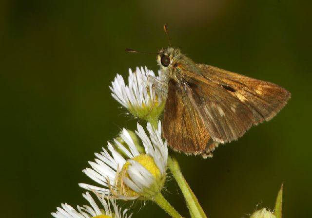 Wallengrenia egeremet Hesperiidae