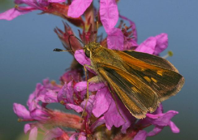 Polites themistocles Hesperiidae