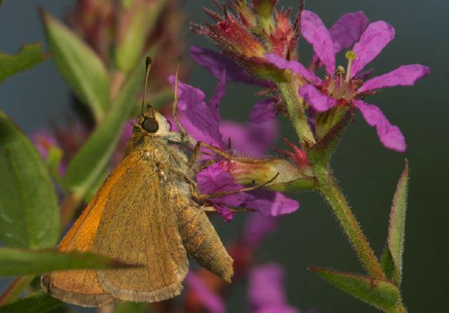 Polites themistocles Hesperiidae