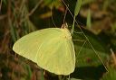 cloudless_sulphur789