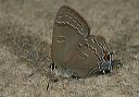 gray_hairstreak1617