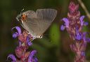 gray_hairstreak690