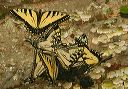 papilio_sp576