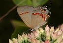 red-banded_hairstreak721