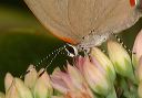 red-banded_hairstreak721b