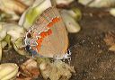 redbandedhairstreak670