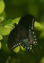 spicebush_swallowtail762