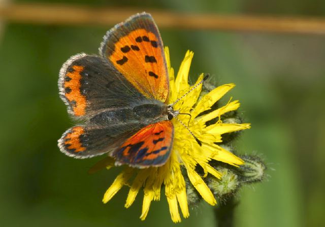 Lycaena phlaeas Lycaenidae