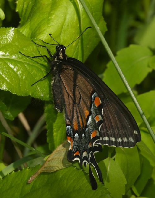 Papilio polyxenes Papilionidae