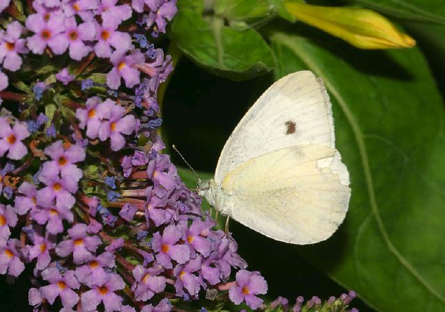 Pieris rapae Pieridae