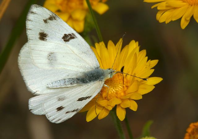 Pontia protodice Pieridae