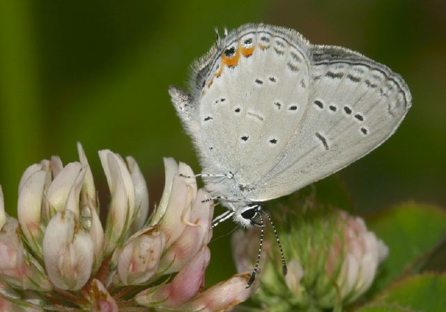 Everes comyntas Lycaenidae