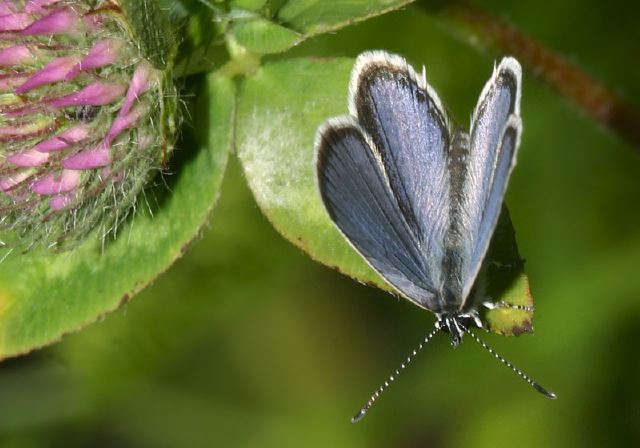 Everes comyntas Lycaenidae