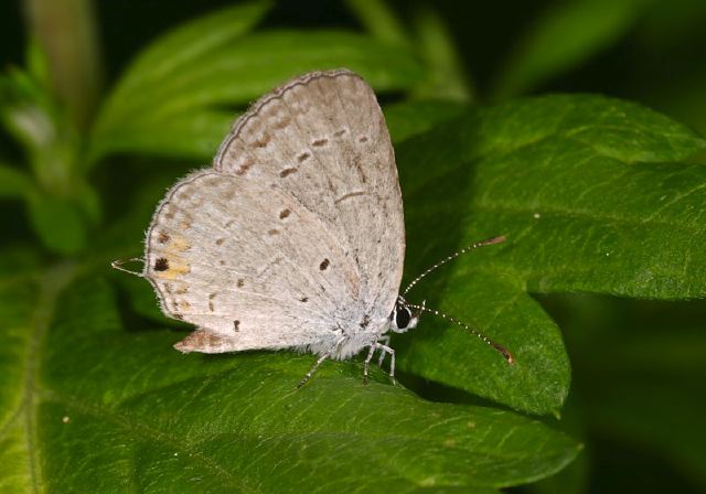 Everes comyntas Lycaenidae