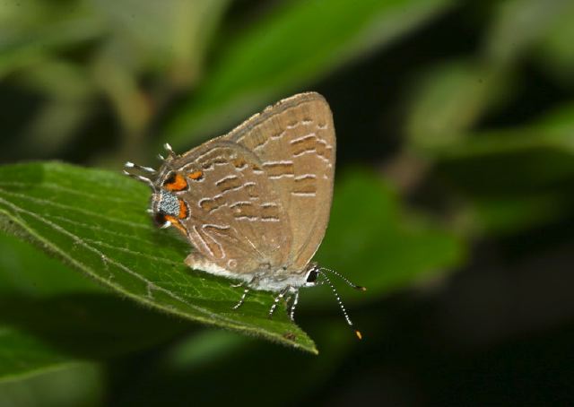 Calycopis cecrops Lycaenidae