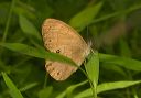 appalachian_brown487