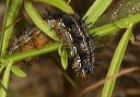 common_buckeye649