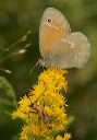 common_ringlet699