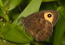 common_wood_nymph356