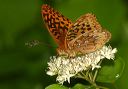 greatspangledfritillary070