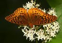 greatspangledfritillary088