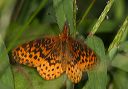 meadow_fritillary777