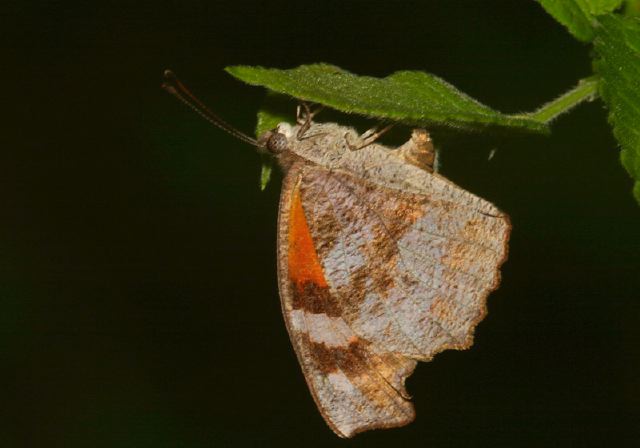 Libytheana carinenta Nymphalidae