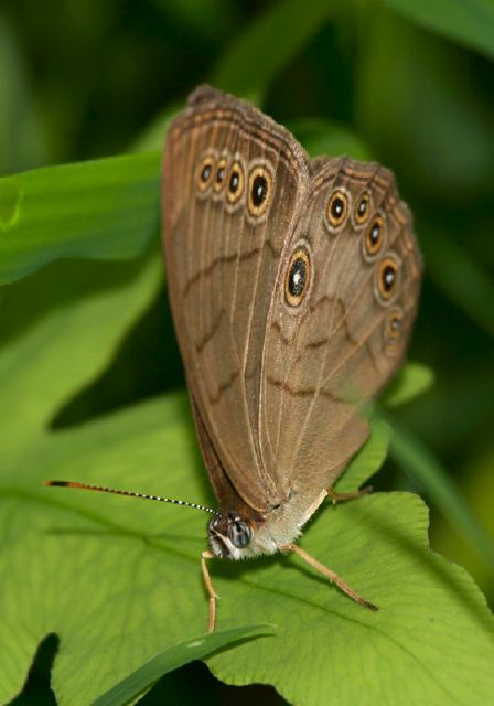 Satyrodes appalachia Nymphalidae