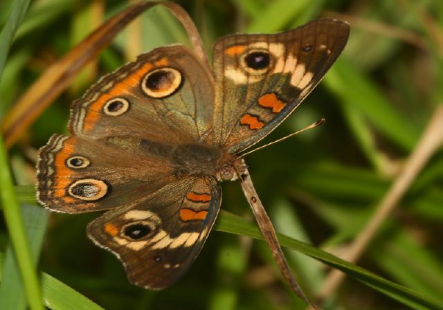 Junonia coenia Nymphalidae