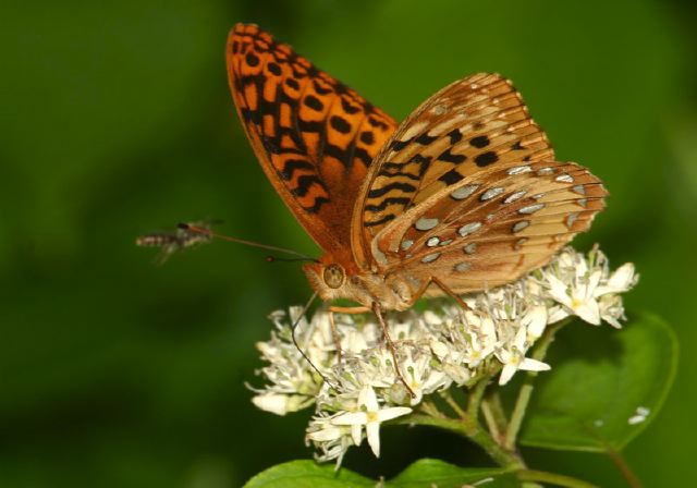 Speyeria cybele Nymphalidae