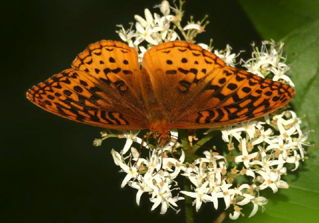 Speyeria cybele Nymphalidae