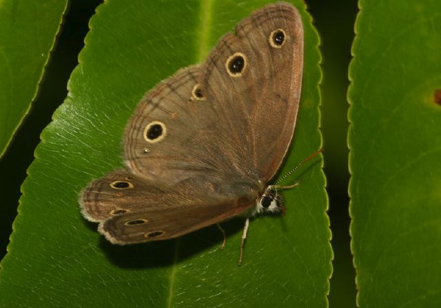 Megisto cymela Nymphalidae