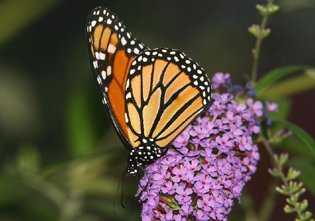 Danaus plexippus Nymphalidae