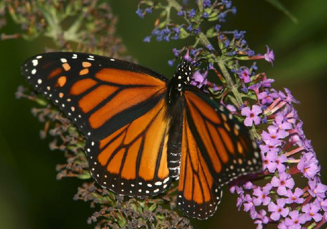 Danaus plexippus Nymphalidae