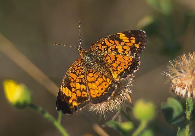 Phyciodes tharos Nymphalidae