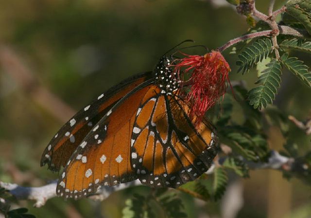 Danaus gilippus Nymphalidae