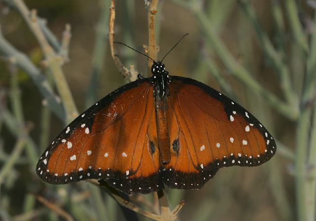 Danaus gilippus Nymphalidae