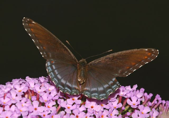 Limenitis arthemis astyanax Nymphalidae